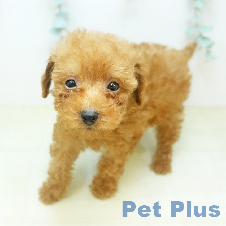 徳島県のトイプードル(トイ) (ペットプラス 徳島店/2025年12月24日生まれ/男の子/レッド)の子犬の2枚目の画像