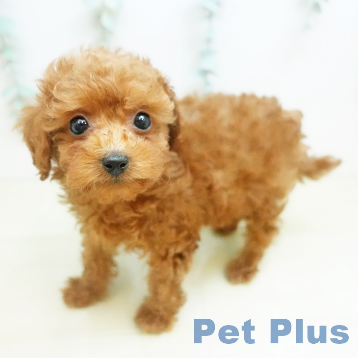 岡山県のトイプードル(トイ) (ペッツワン 岡山南店/2025年12月24日生まれ/女の子/レッド)の子犬の1枚目の画像