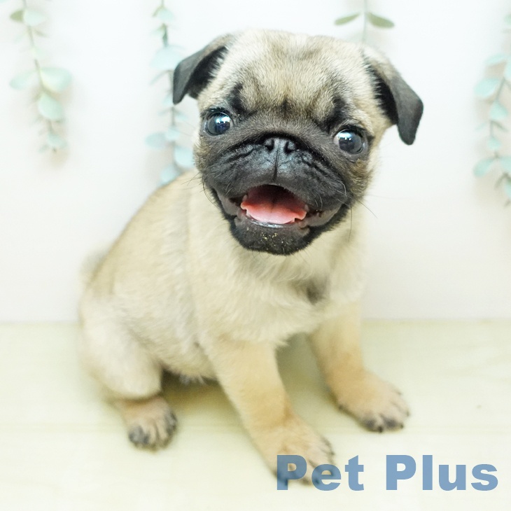 愛媛県のパグ (ペットプラス 新居浜店/2025年12月6日生まれ/男の子/フォーン)の子犬の1枚目の画像