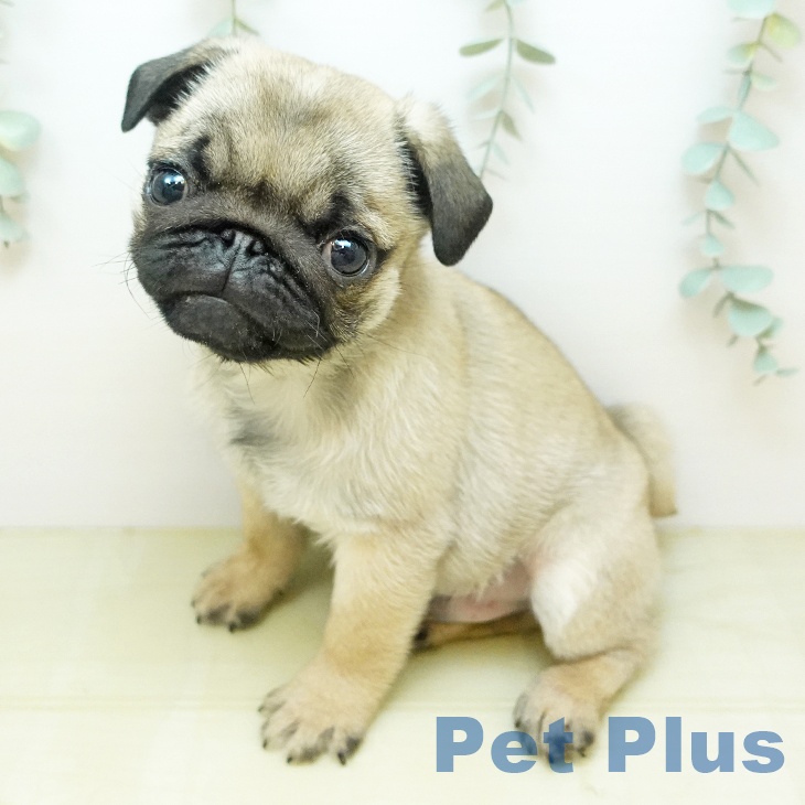 愛媛県のパグ (ペットプラス 新居浜店/2025年12月6日生まれ/男の子/フォーン)の子犬の2枚目の画像