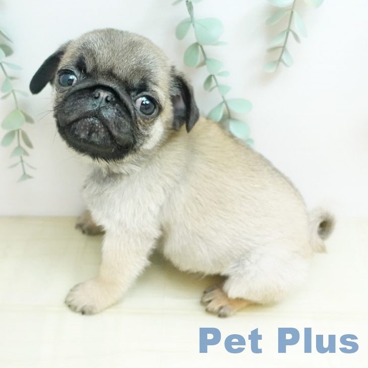 香川県のパグ (ペットプラス 綾川店/2025年12月6日生まれ/男の子/フォーン)の子犬の2枚目の画像