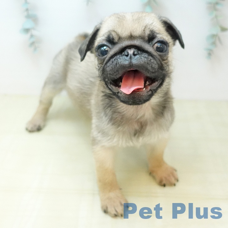 岡山県のパグ (ペットプラス 岡山店/2025年12月6日生まれ/男の子/フォーン)の子犬の1枚目の画像