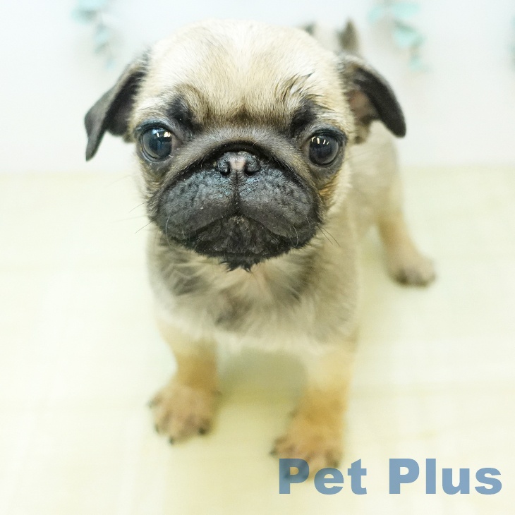 岡山県のパグ (ペットプラス 岡山店/2025年12月6日生まれ/男の子/フォーン)の子犬の2枚目の画像