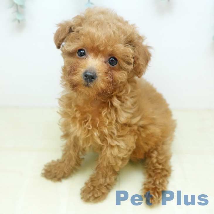 トイ・プードル