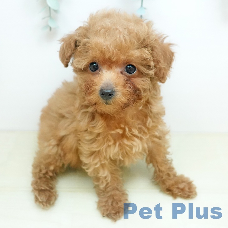 トイ・プードルの写真2