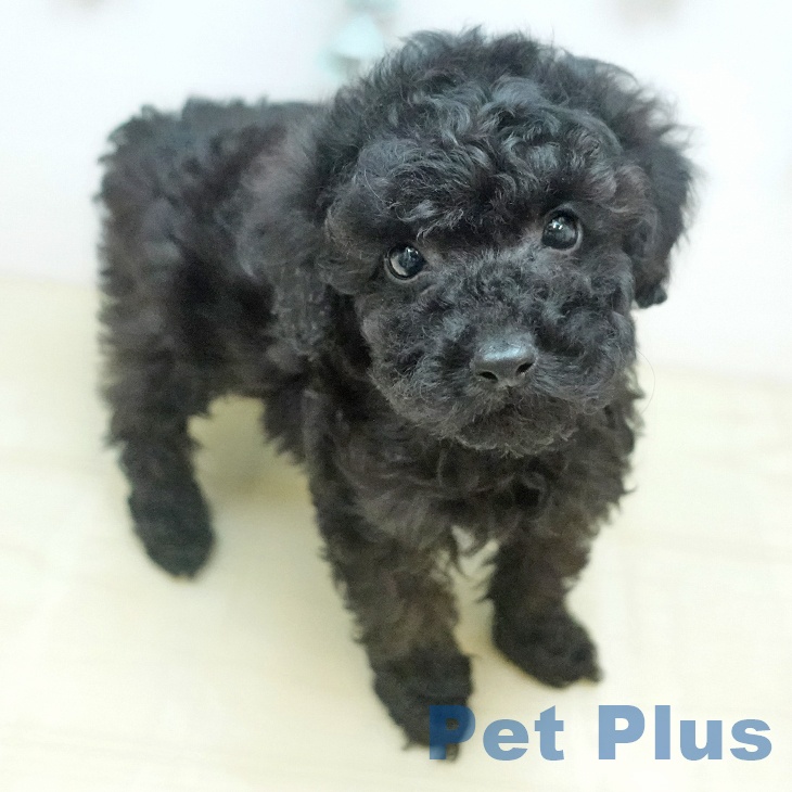 トイ・プードルの写真2