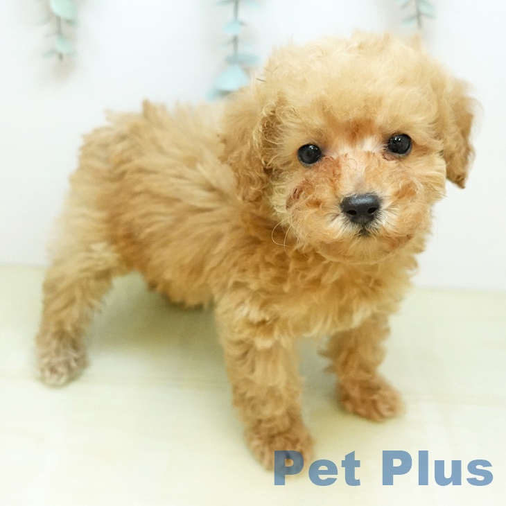 トイ・プードル