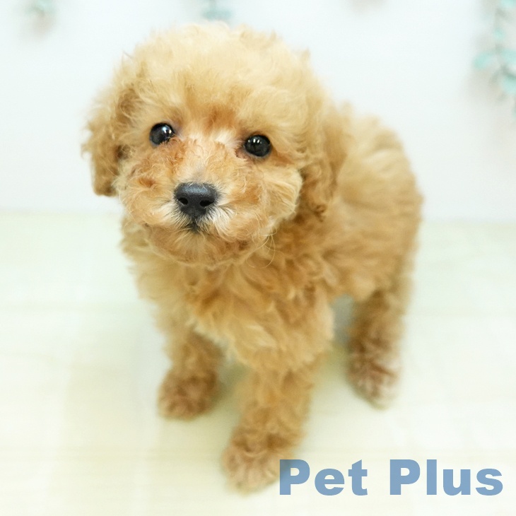 トイ・プードルの写真2