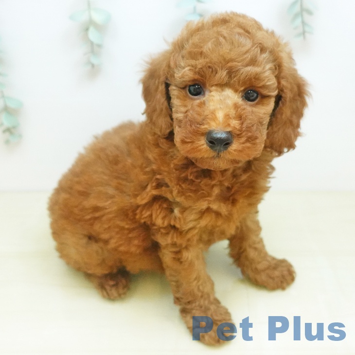 トイ・プードル