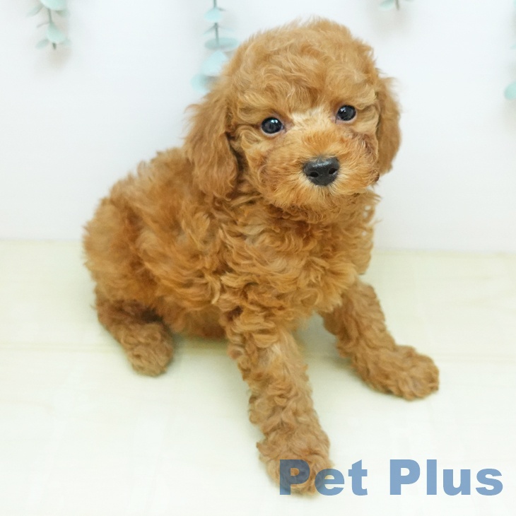 トイ・プードル