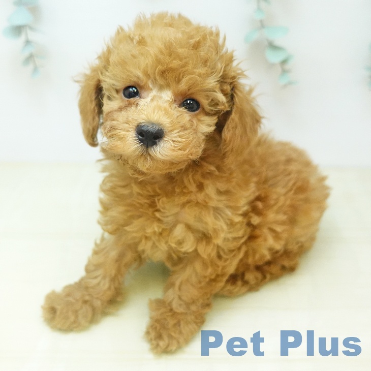 トイ・プードル