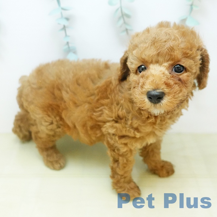 和歌山県のトイプードル(トイ) (ペットプラス 和歌山店/2025年12月25日生まれ/女の子/オレンジフォーン)の子犬の1枚目の画像