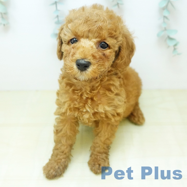 和歌山県のトイプードル(トイ) (ペットプラス 和歌山店/2025年12月25日生まれ/女の子/オレンジフォーン)の子犬の2枚目の画像