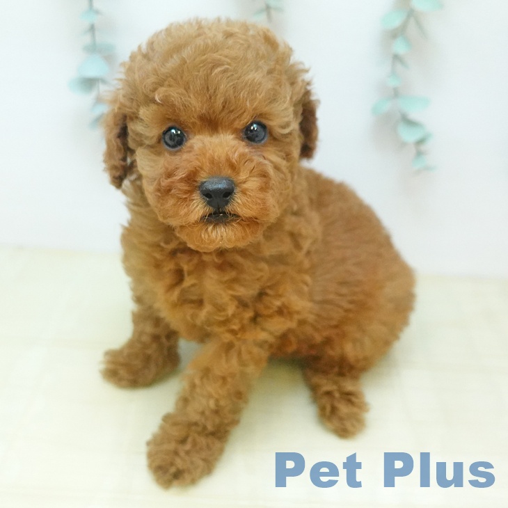 トイ・プードル