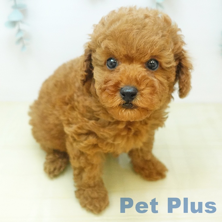 トイ・プードルの写真2