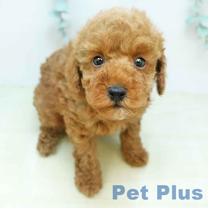 トイ・プードル