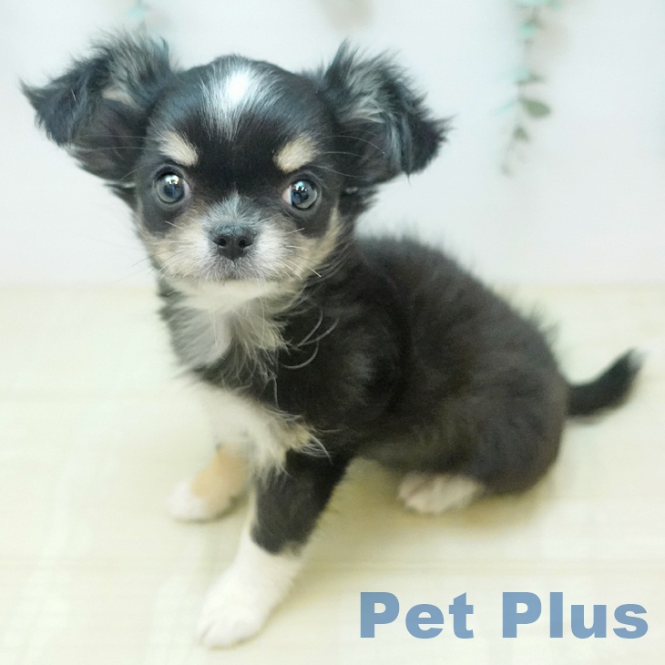 岡山県のチワワ(ロング) (ペッツワン 岡山南店/2025年12月24日生まれ/女の子/ブラッククリームホワイト)の子犬の1枚目の画像