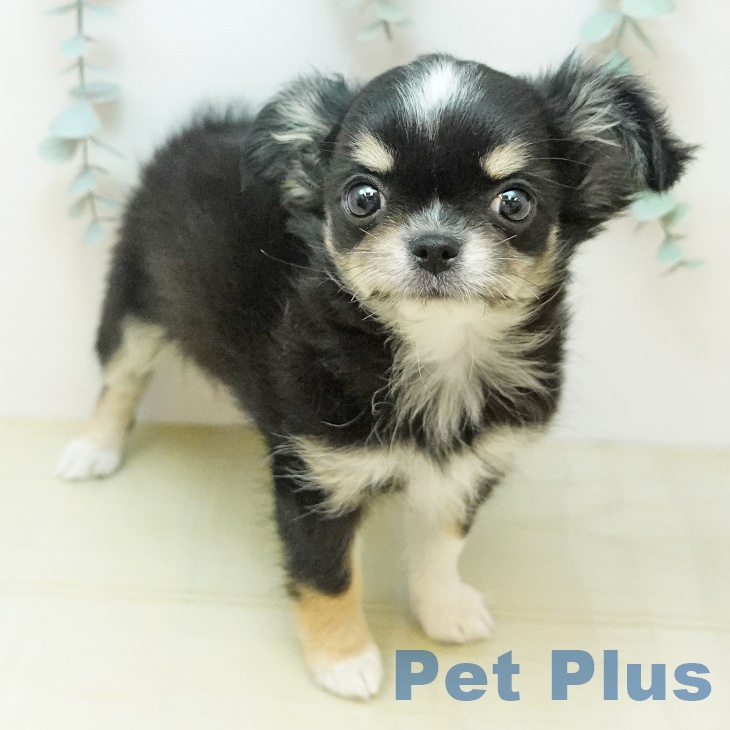 岡山県のチワワ(ロング) (ペッツワン 岡山南店/2025年12月24日生まれ/女の子/ブラッククリームホワイト)の子犬の2枚目の画像