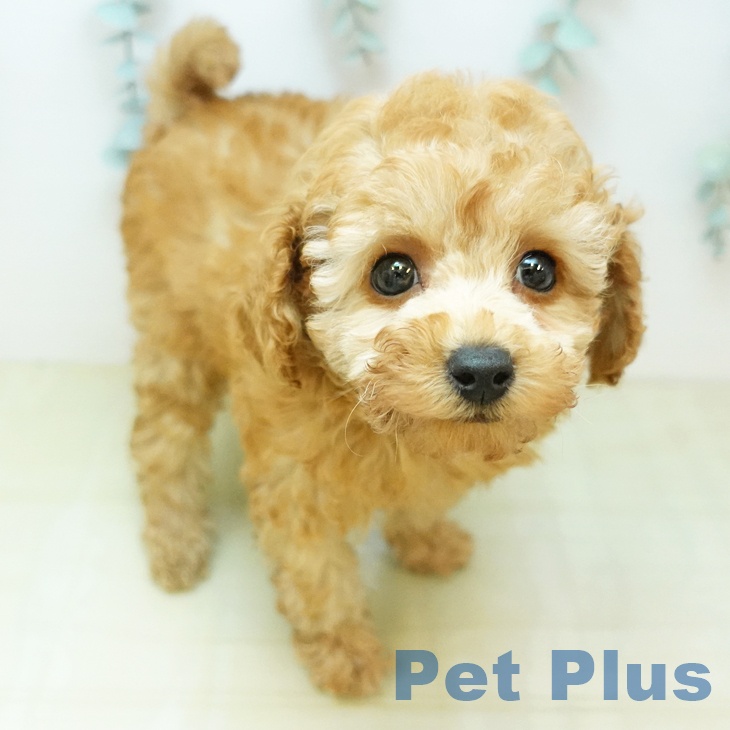 トイ・プードル