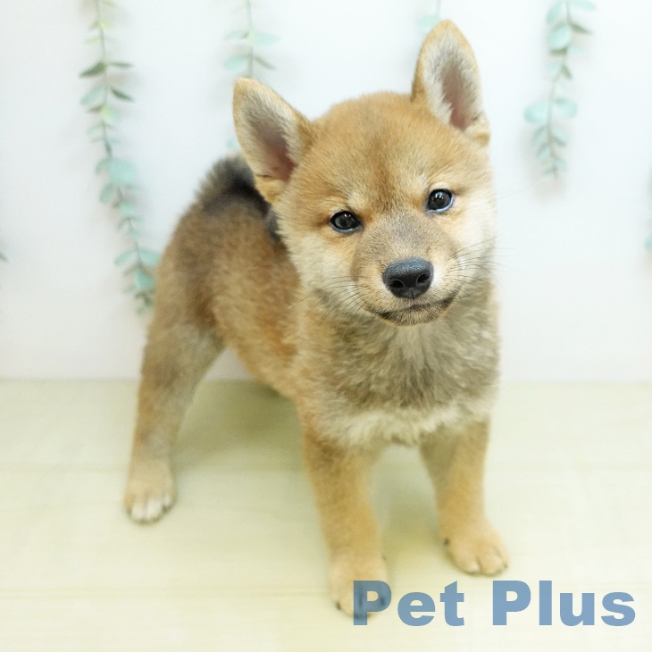 大阪府の柴犬(標準サイズ) (ペットプラス ららぽーと和泉店/2025年12月23日生まれ/男の子/赤)の子犬