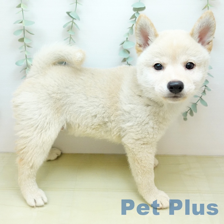 大阪府の柴犬(標準サイズ) (ペットプラス イオン大日店/2025年12月23日生まれ/男の子/白)の子犬