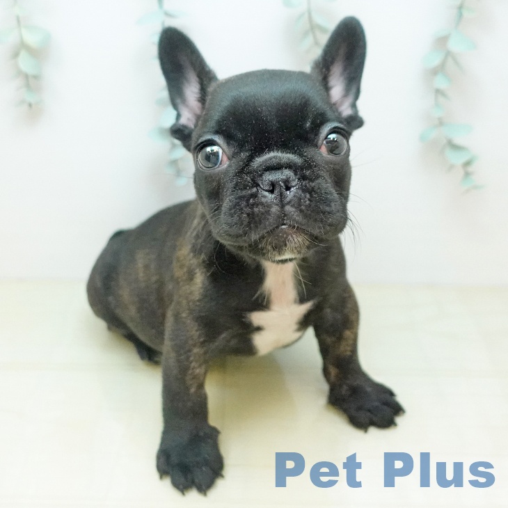 フレンチ・ブルドッグ