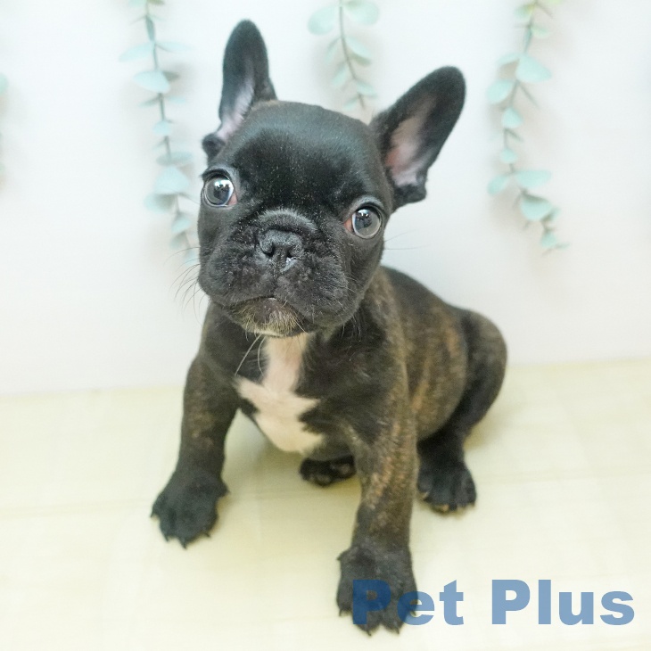 フレンチ・ブルドッグの写真2