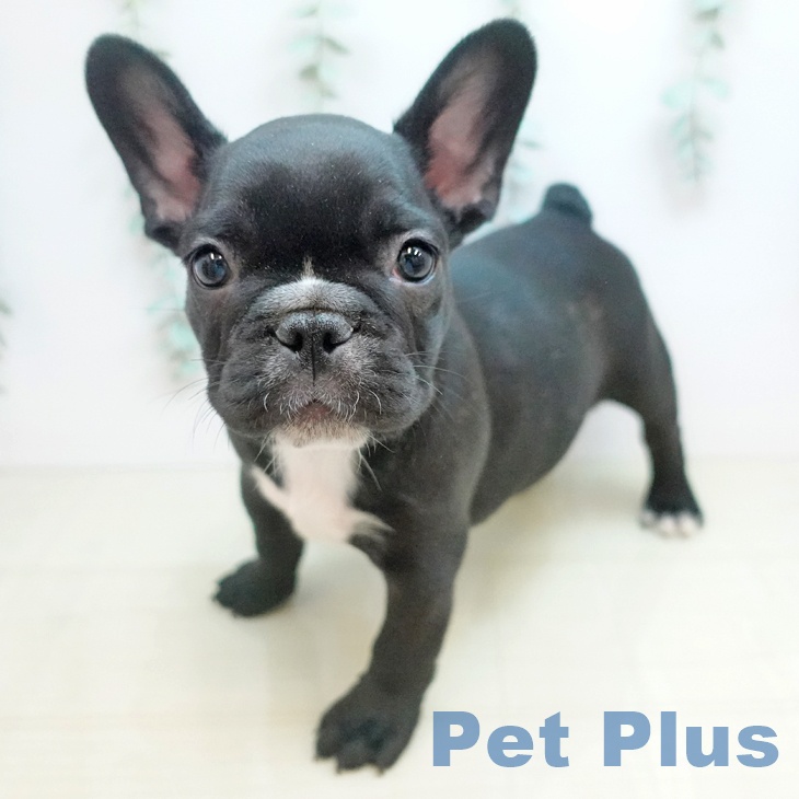 フレンチ・ブルドッグ