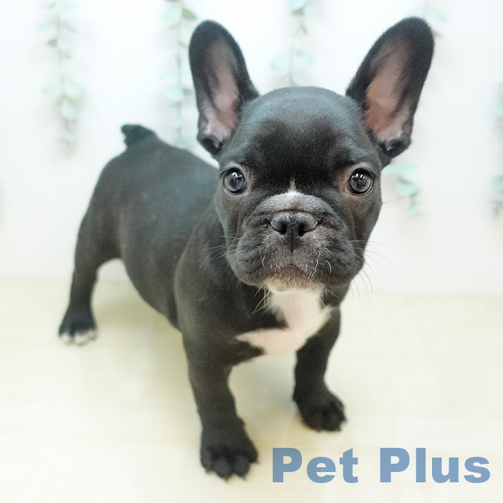 フレンチ・ブルドッグ