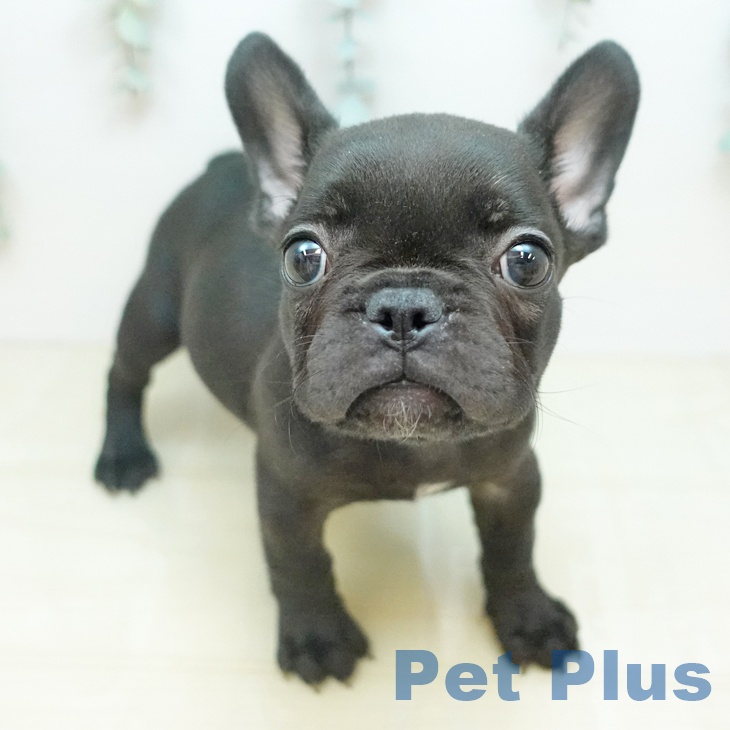 フレンチ・ブルドッグ