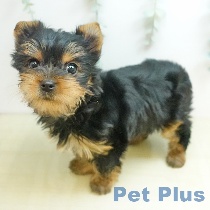 岡山県のヨークシャーテリア (ペッツワン 岡山南店/2025年12月25日生まれ/女の子/スチールブルータン)の子犬の1枚目の画像