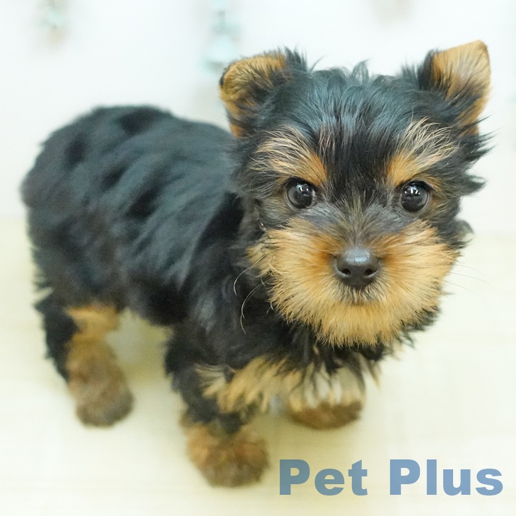 岡山県のヨークシャーテリア (ペッツワン 岡山南店/2025年12月25日生まれ/女の子/スチールブルータン)の子犬の2枚目の画像