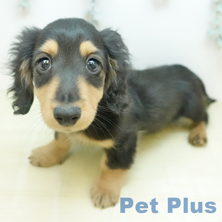 カニーンヘン・ダックスフンド