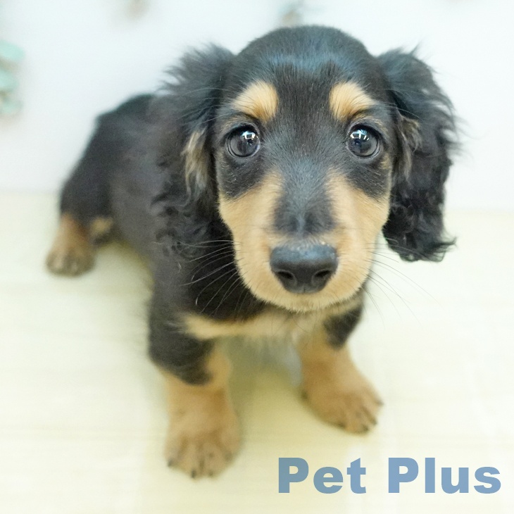 カニーンヘン・ダックスフンド