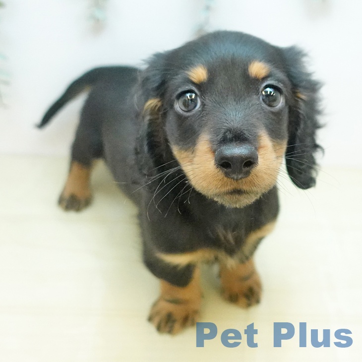 カニーンヘン・ダックスフンド