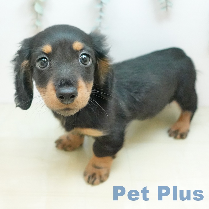 カニーンヘン・ダックスフンドの写真2