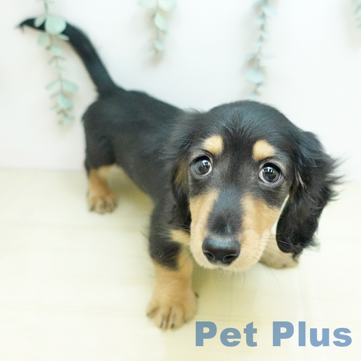 ミニチュア・ダックスフンドの写真2