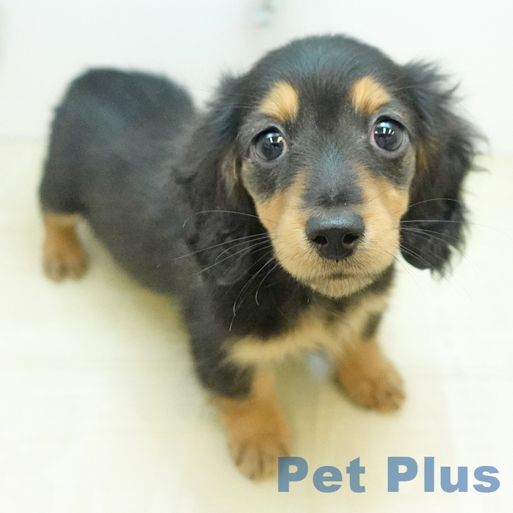 ミニチュア・ダックスフンド