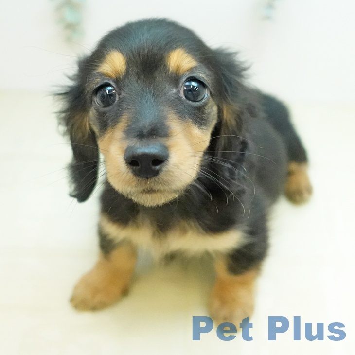 ミニチュア・ダックスフンドの写真2