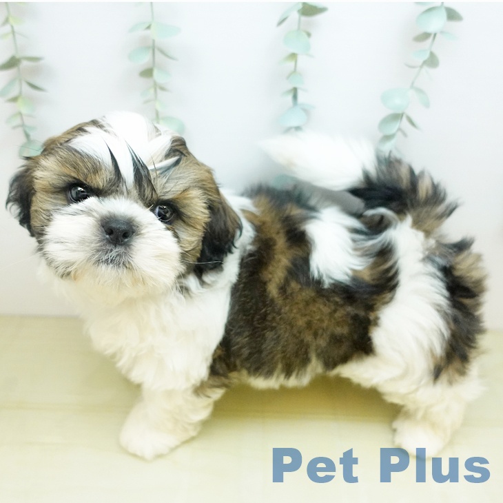 シー・ズーの写真2