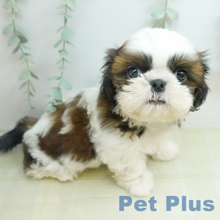 大阪府のシーズー (ペットプラス イオン大日店/2025年12月21日生まれ/男の子/ホワイトゴールド)の子犬の2枚目の画像