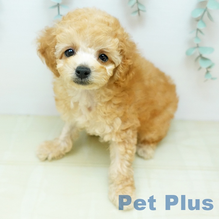 トイ・プードル