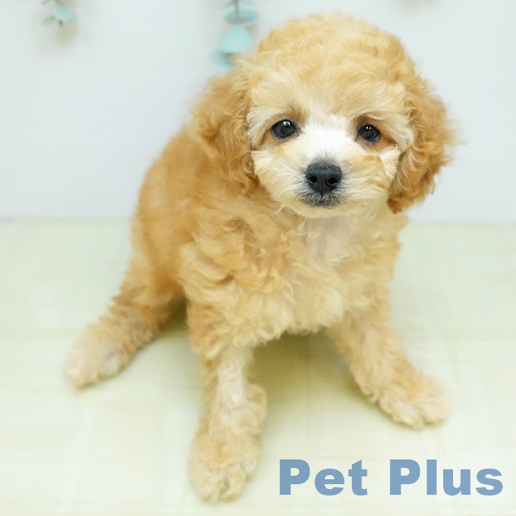 トイ・プードルの写真2