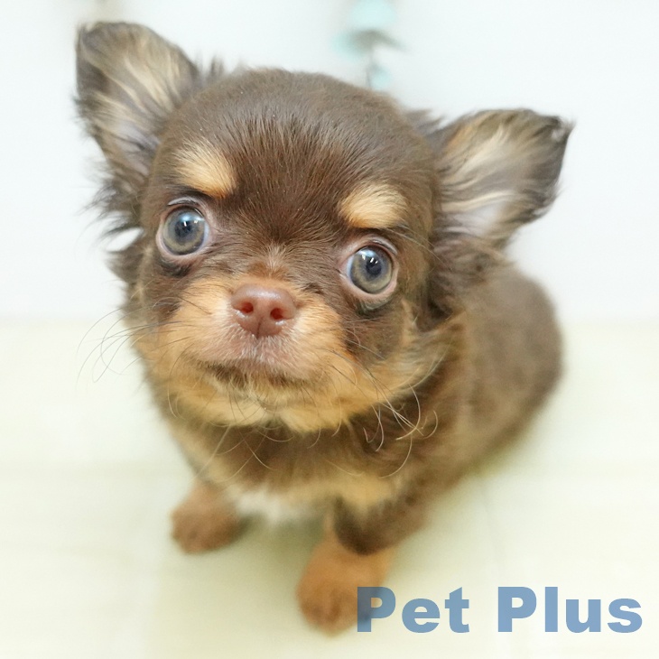 徳島県のチワワ(ロング) (ペットプラス 徳島店/2025年12月8日生まれ/男の子/チョコレートタン)の子犬の1枚目の画像