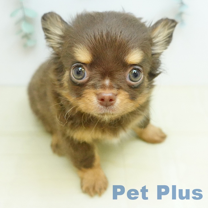 徳島県のチワワ(ロング) (ペットプラス 徳島店/2025年12月8日生まれ/男の子/チョコレートタン)の子犬の2枚目の画像