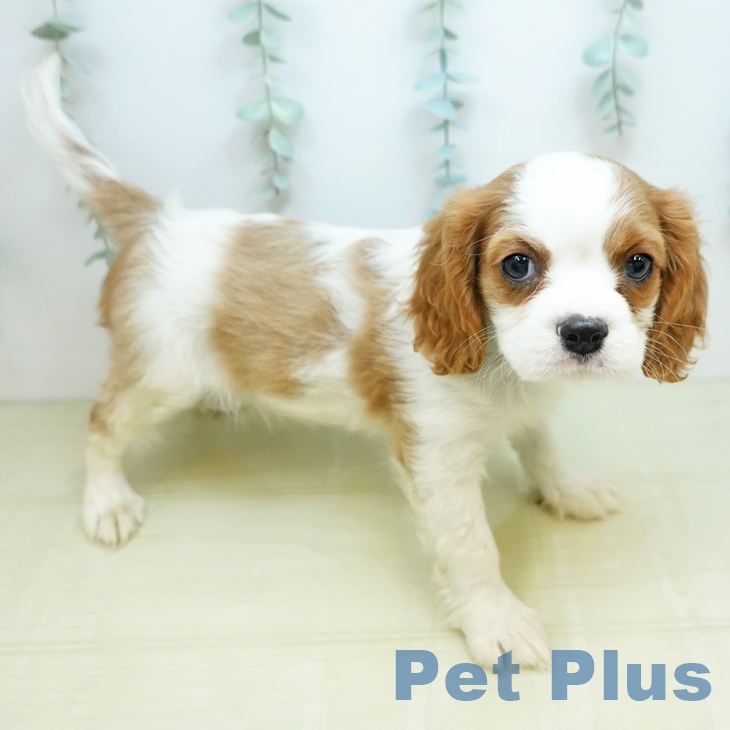 キャバリア・キングチャールズ・スパニエル