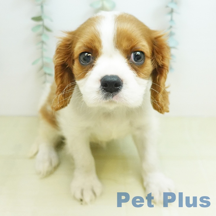 キャバリア・キングチャールズ・スパニエルの写真2