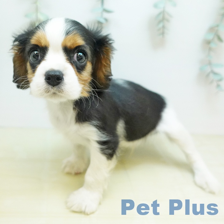 キャバリア・キングチャールズ・スパニエル