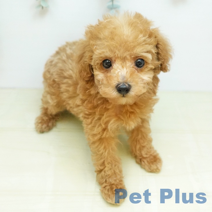 トイ・プードルの写真2