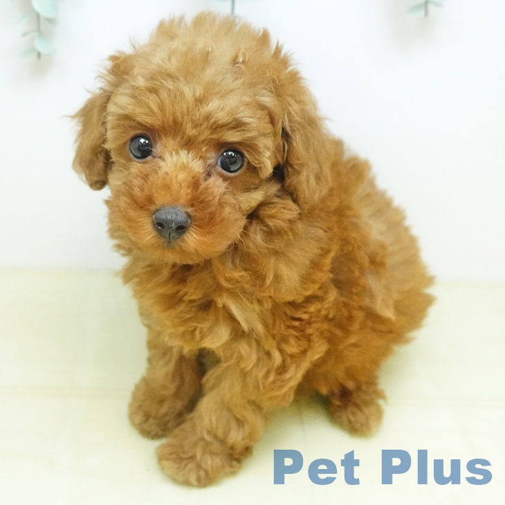 トイ・プードル